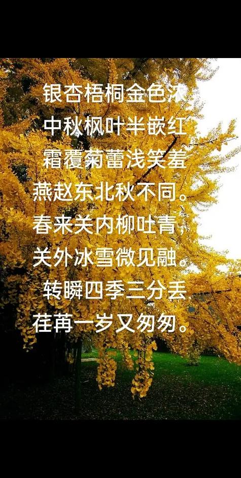 一叶梧桐解半秋下一句缩略图