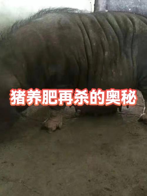猪有哪些特性和特点缩略图