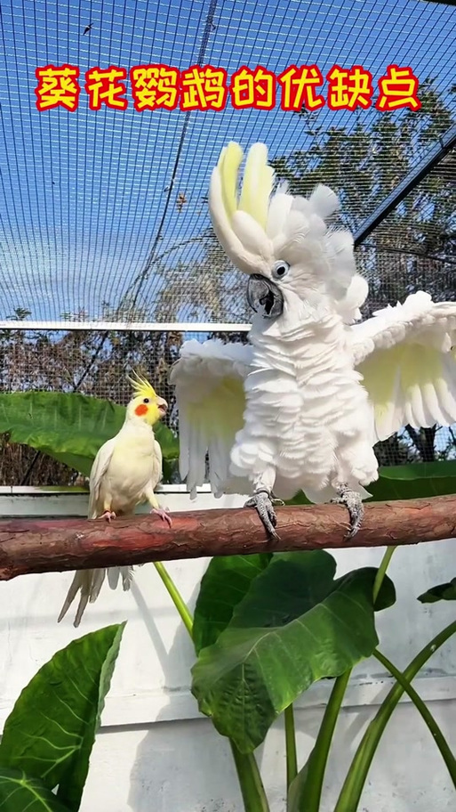 葵花鹦鹉缩略图