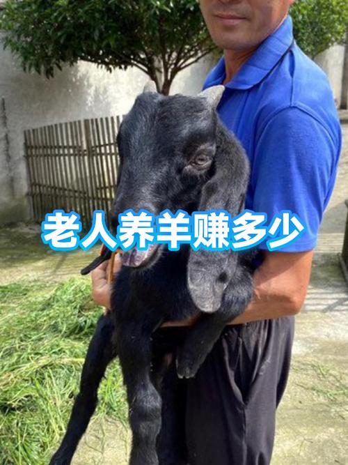 养羊一年能赚多少钱缩略图