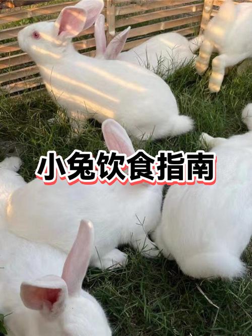 兔子可以喝水吗?游戏截图