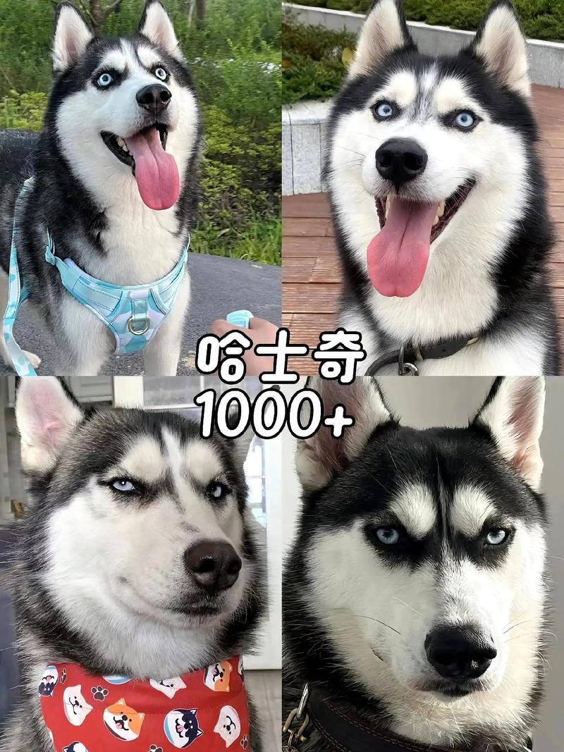 哈哩哈哩hilihili官网版游戏截图