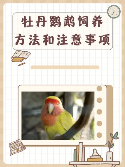 鹦鹉放客厅大忌缩略图