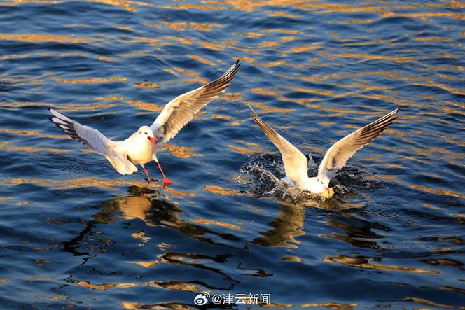 海鸥等老情的下一句缩略图