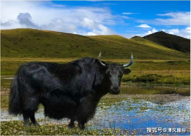 牦牛肉为什么贵缩略图