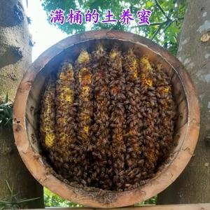 蜂箱用什么吸引蜜蜂缩略图