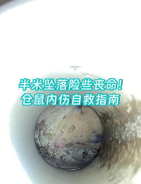 纸箱对仓鼠有害吗缩略图