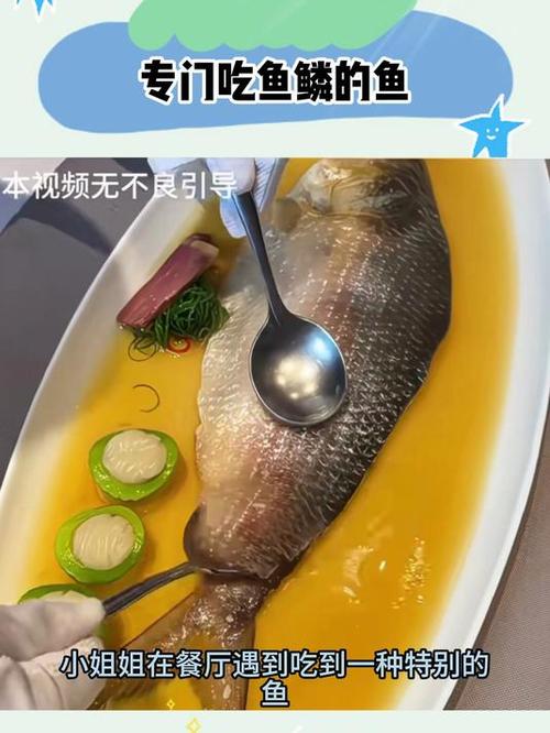 鱼的鱼鳞可以吃吗缩略图