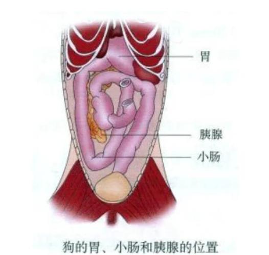 胰腺炎怎么治缩略图