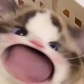 哇哇哇表情包缩略图