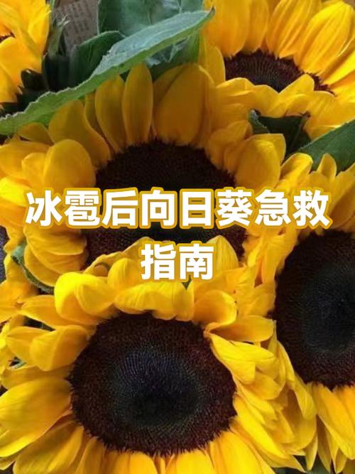 向日葵全屏后怎么退出缩略图