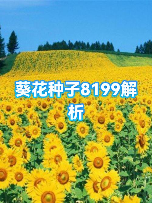 8199葵花品种介绍缩略图