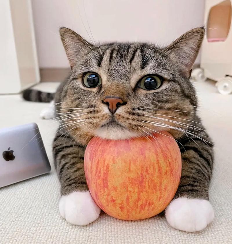 狸花猫缩略图
