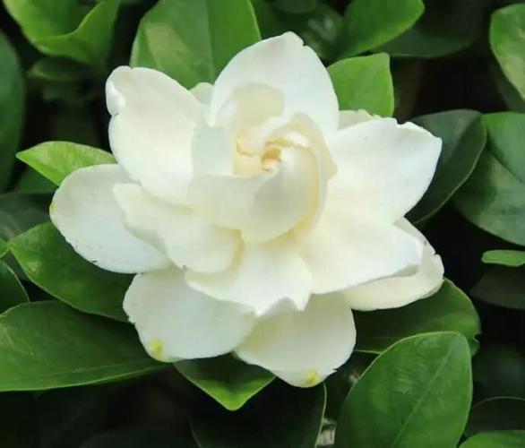 栀子花(父女)全文免费阅读缩略图