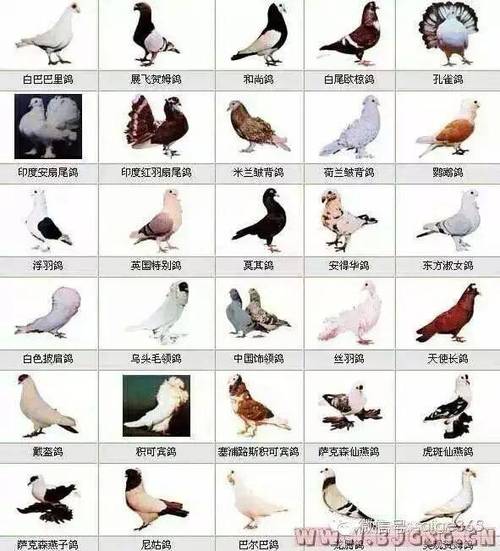 鸽子的品种介绍大全缩略图