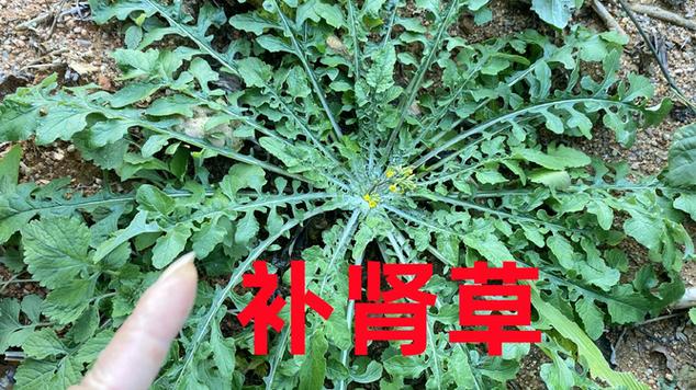 补肾壮阳的中草药缩略图