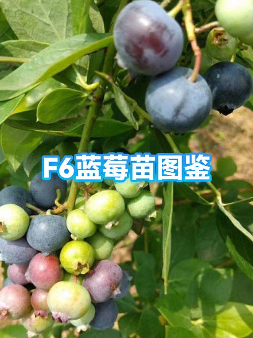 蓝莓树长什么样子图片游戏截图