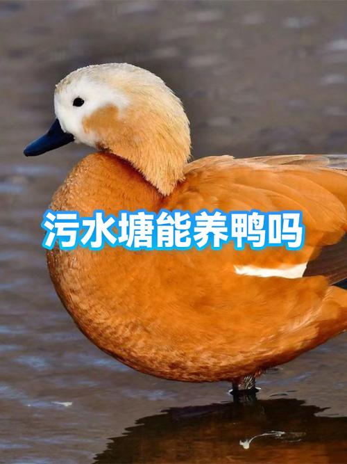 养鸭影响风水吗缩略图