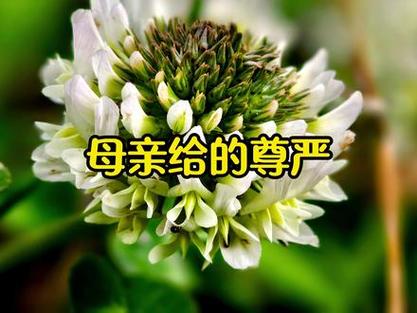 妈妈的尊严小说缩略图