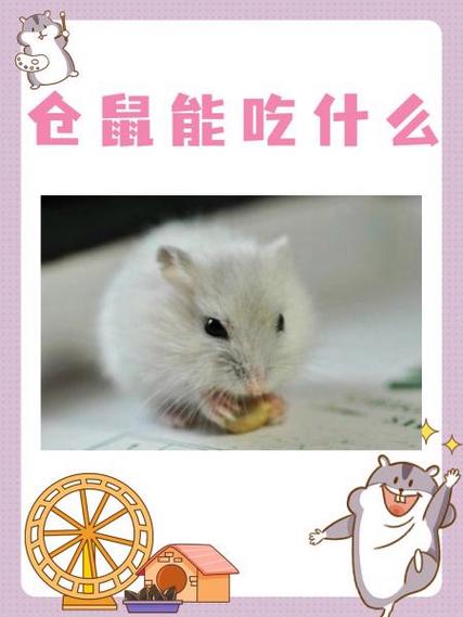 猫条仓鼠可以吃吗缩略图