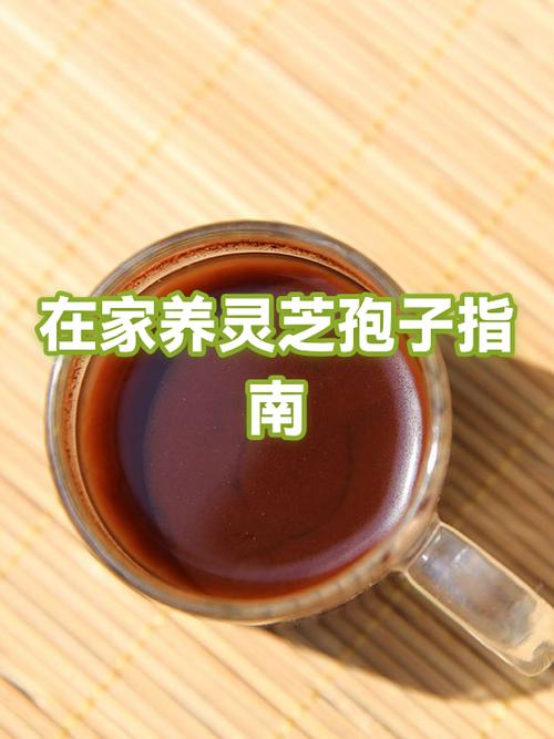 灵芝孢子怎么喝缩略图