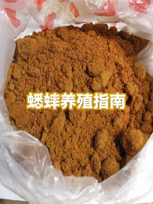 白天怎么逮到大蛐蛐缩略图