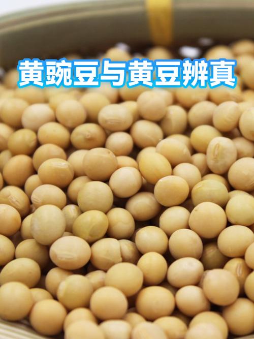 黄豌豆是黄豆吗游戏截图