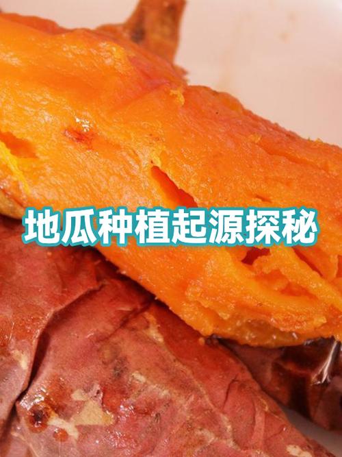 地瓜的来源和历史由来缩略图