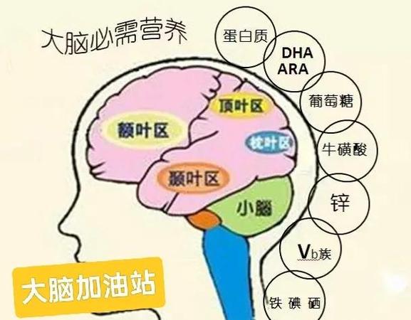 大脑的能量来源缩略图