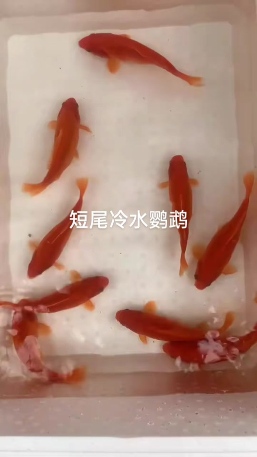 长尾锦鲤好还是短尾好游戏截图
