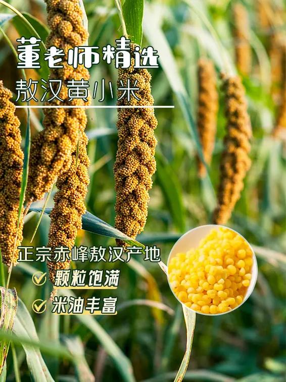 小米是黄的好还是不黄的好缩略图
