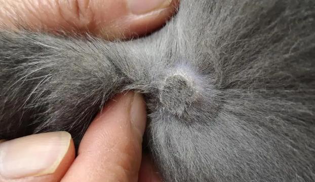 猫咪身上硬疙瘩有结痂缩略图
