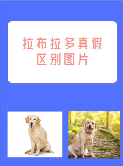 拉布拉多的特点图标