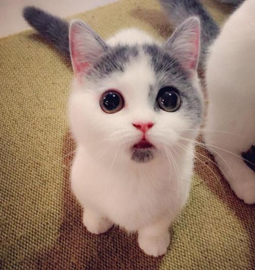 超级可爱的猫咪表情包游戏截图