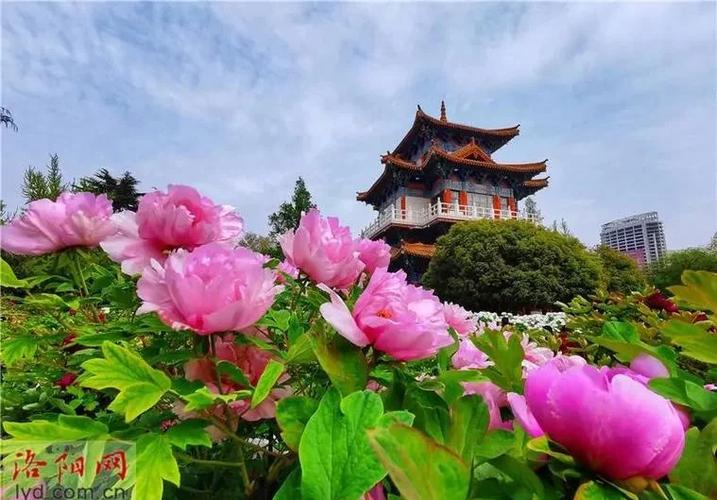 洛阳花是什么花缩略图