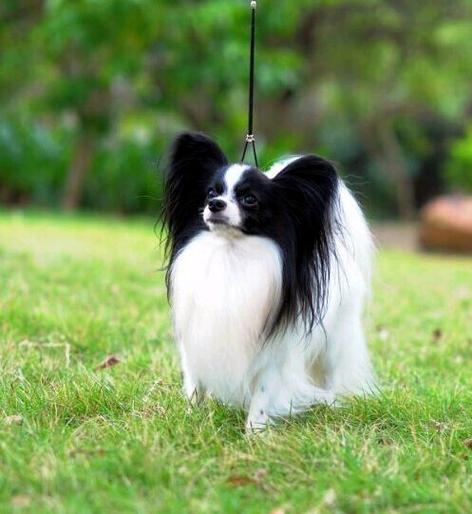 正宗蝴蝶犬图片缩略图