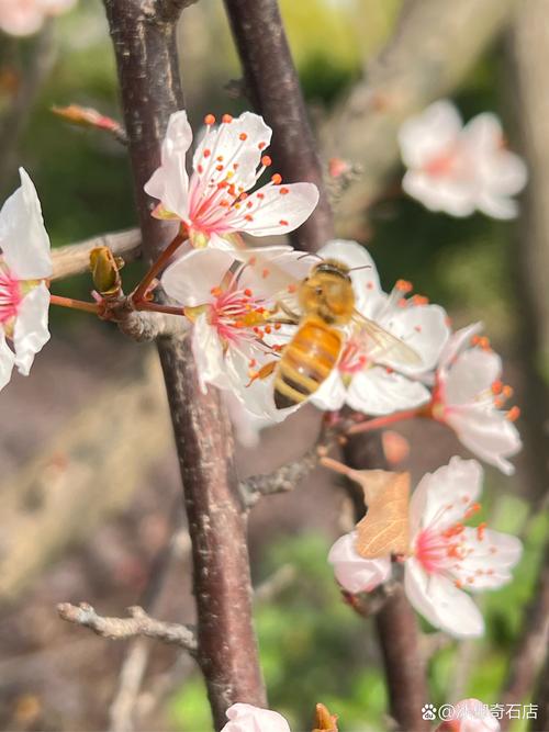 花丛 蜜蜂 采蜜缩略图
