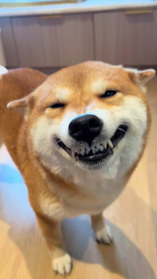 小狗回头坏笑表情包图片