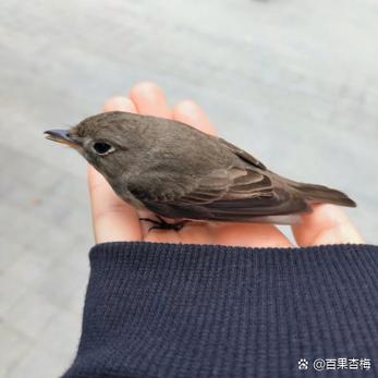 小鸟是热性还是凉性缩略图