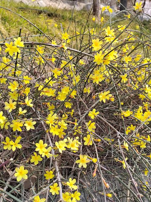 迎春花一年开几次花缩略图