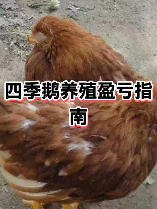 养100只鹅一年利润缩略图