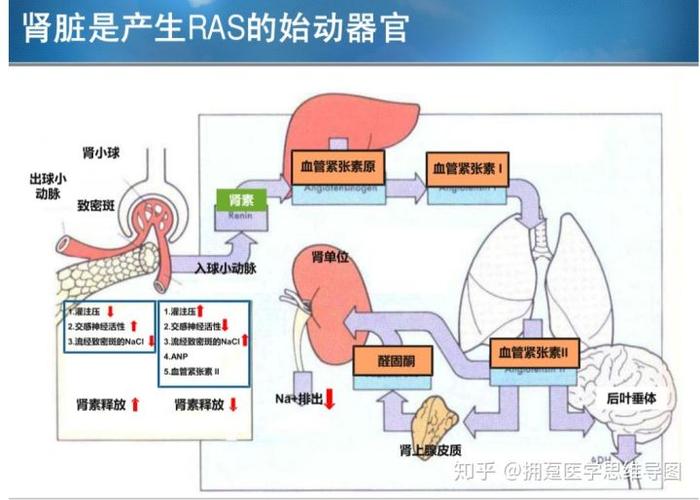 RAAS医学上是什么意思缩略图
