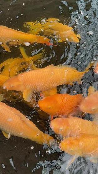 锦鲤赚缩略图