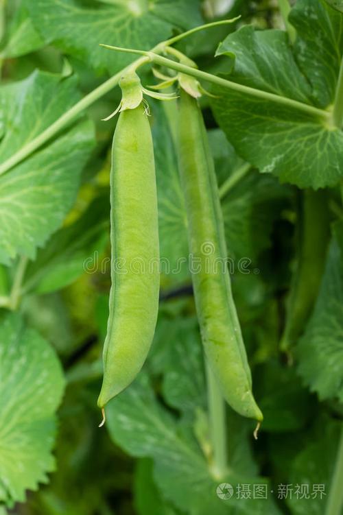大豌豆荚豌豆荚缩略图