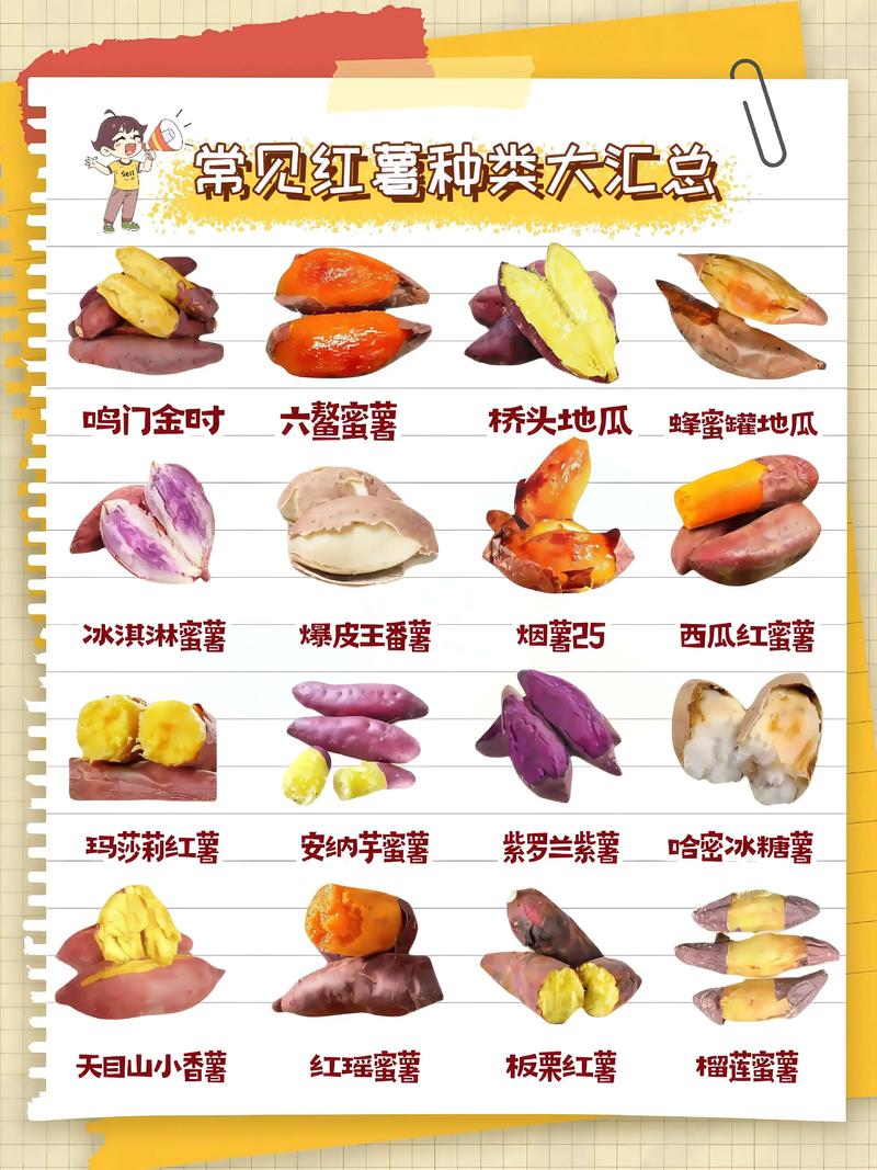 地瓜的品种介绍缩略图
