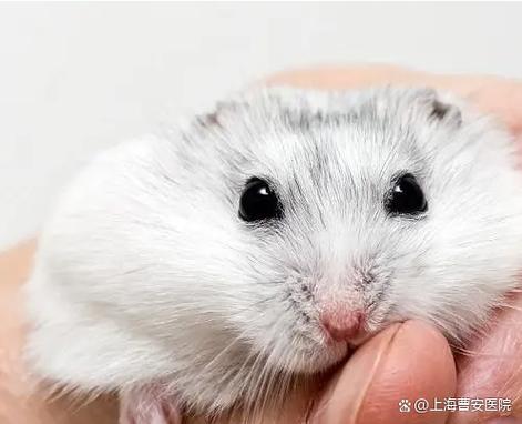 如何养仓鼠注意事项游戏截图