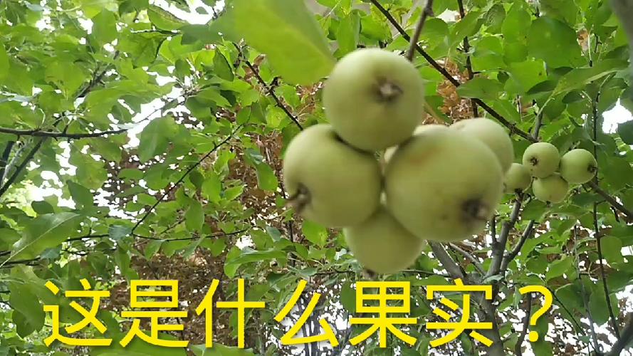 像小苹果的水果是什么缩略图
