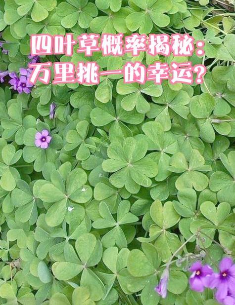 概率抽奖缩略图