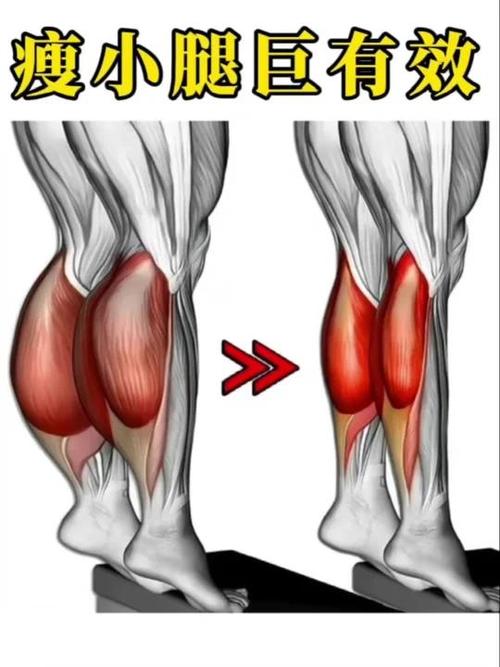 如何锻炼小腿肌肉增粗缩略图