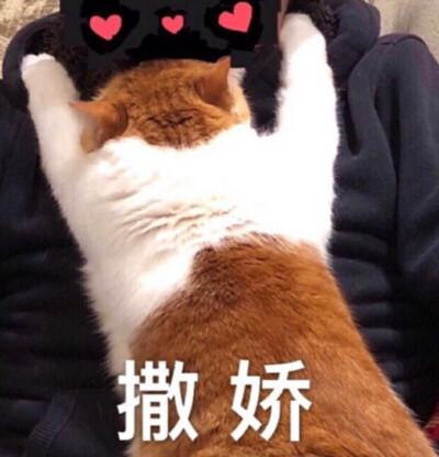 比心小甜喵缩略图